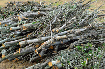 brushwood bunch