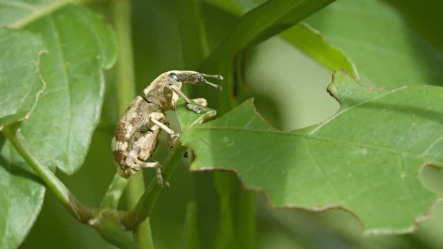 FullHD video - Curculionidae (snout beetle) on tropical plant close up