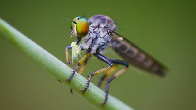 FullHD video - Asilidae (robber fly) sits on a grass with prey. Thailand