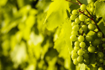 Hungarian famous Tokaj grapes wine grapevine plantation Sarospatak
