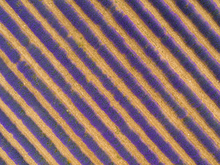 Aerial view of lavender field in full blooming season