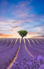 Crédence de cuisine en verre imprimé Campagne Beautiful landscape of blooming lavender field