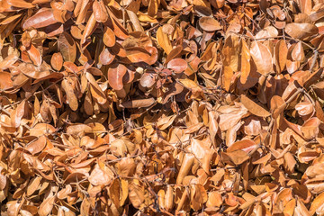 Dry leaf brown color background