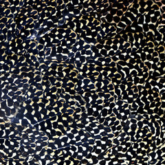 The camouflage of black and brown, exotic texture part of Great