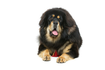 Beautiful big Tibetan mastiff dog - obrazy, fototapety, plakaty