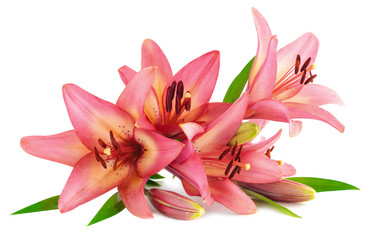 Obraz na płótnie Canvas pink lily flower isolated on white background