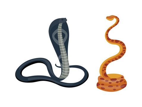 Cobra snake vector