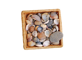 Seashell in basket