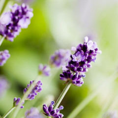 Fresh lavender