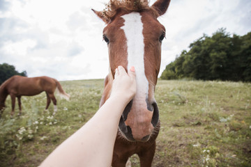 Photographer stroking his hand horse