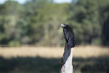 A black crotophaga bird (anu preto) seated on the fence