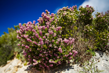 Obraz premium Flora. Zakynthos Island, Greece