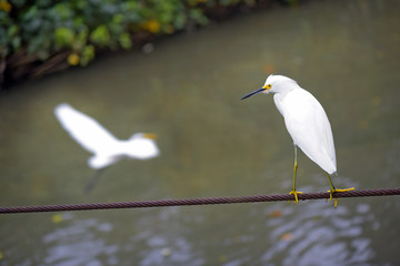 Snowy egret in steel cable over the river