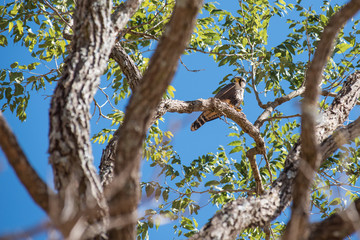 Fototapeta na wymiar Little Falcon (falcao peregrino) peregrine eating