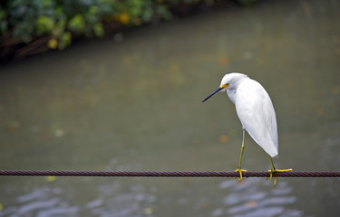 Snowy egret in steel cable over the river