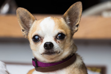 Small chihuahua dog at home