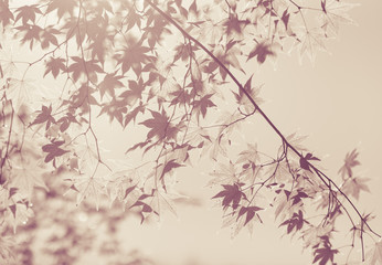Obraz na płótnie Canvas Beautiful autumn maple leaves in vintage tone