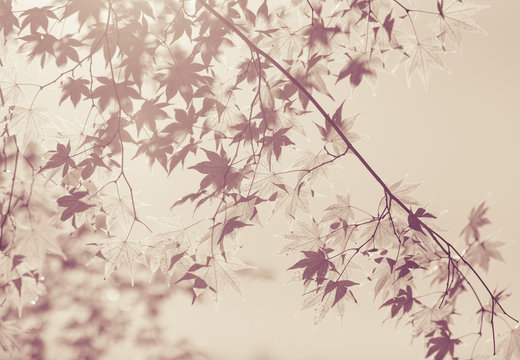 Beautiful autumn maple leaves in vintage tone © torsakarin