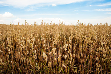 soybean planting on a farm
