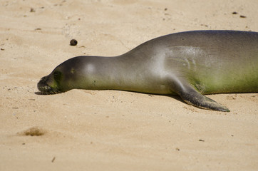 Fototapeta premium Baby Hawaiian Monk Seal laying on the beach.