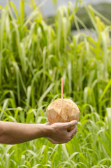 Hand with a coconut with green foliage in the background.
