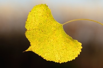 Naklejka premium A Single Aspen Leaf in Autumn