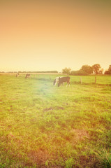 Grazing cows on green meadow