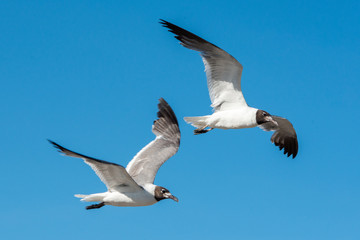 Seagull on Pelican Island Texas