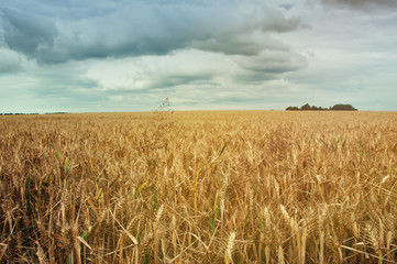 Wheat fields in the middle of the day
