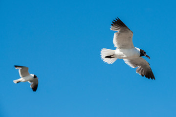 Seagull on Pelican Island Texas