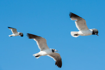 Seagull on Pelican Island Texas