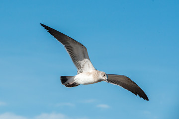 Seagull on Pelican Island Texas