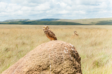 Three Owls in Serra da Canastra, National Park, Brazil