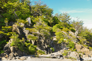 Small mountain and tree close to the glacier at del Paine National Park