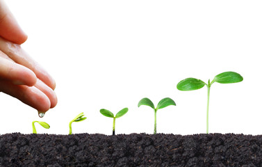 Agriculture. Hand of a farmer nurturing young baby plants growing in germination sequence on fertile soil with natural green background