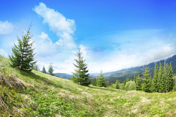 Summer forest on mountain slopes