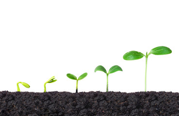 Agriculture. Nurturing young baby plants growing in germination sequence on fertile soil with natural green background