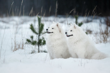 Beautiful white Samoyed dog