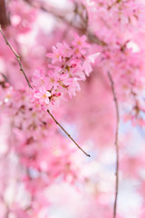 Weeping cherry tree