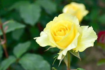 Yellow rose
