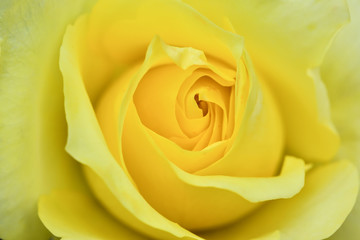 Obraz na płótnie Canvas Yellow rose 