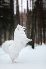 Obraz na płótnie Canvas Beautiful white Samoyed dog