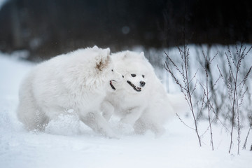 Beautiful white Samoyed dog