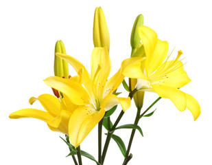Obraz premium Yellow lily flowers and buds with green stems fresh floral arrangement nature and growth concept isolated on white background