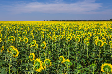 Obraz premium Blooming sunflowers field on a background of blue sky