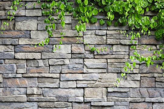 brick wall with green creeper plants