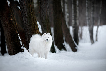 Fototapeta na wymiar Beautiful white Samoyed dog
