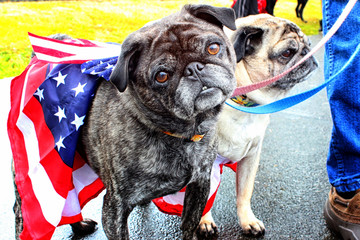 Pug head tilt