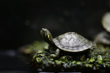 Fototapeta premium Little turtle - green and yellow (pseudemys)