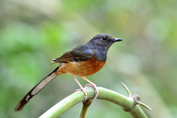 White-rumped shama (Copsychus malabaricus) the beautiful orange